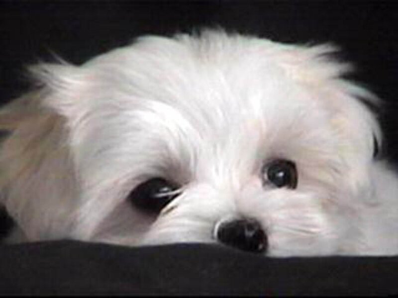 White Puppy Peeking