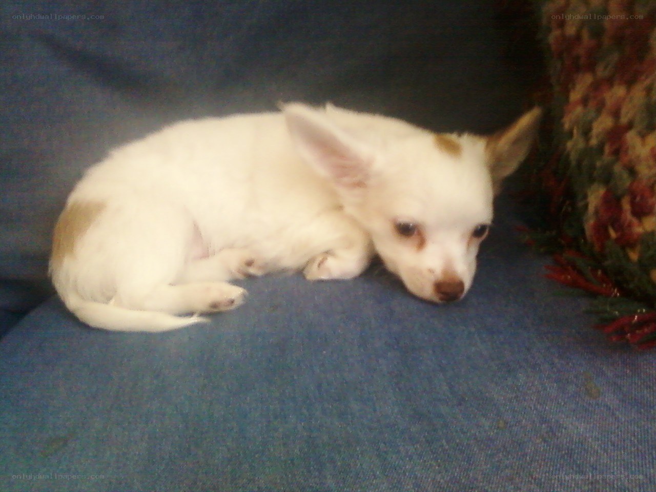 White puppy resting on couch