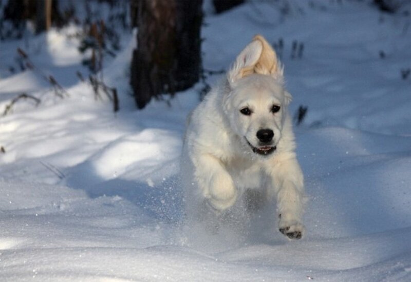 White Puppy Running — Active