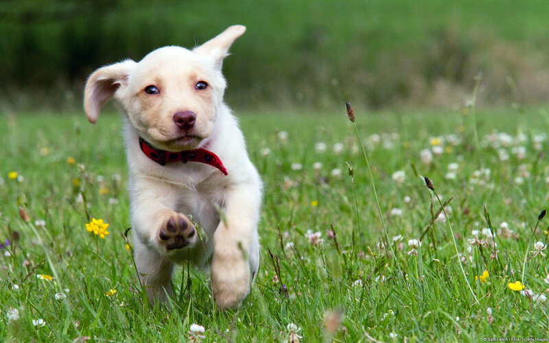 White Puppy Running — Green