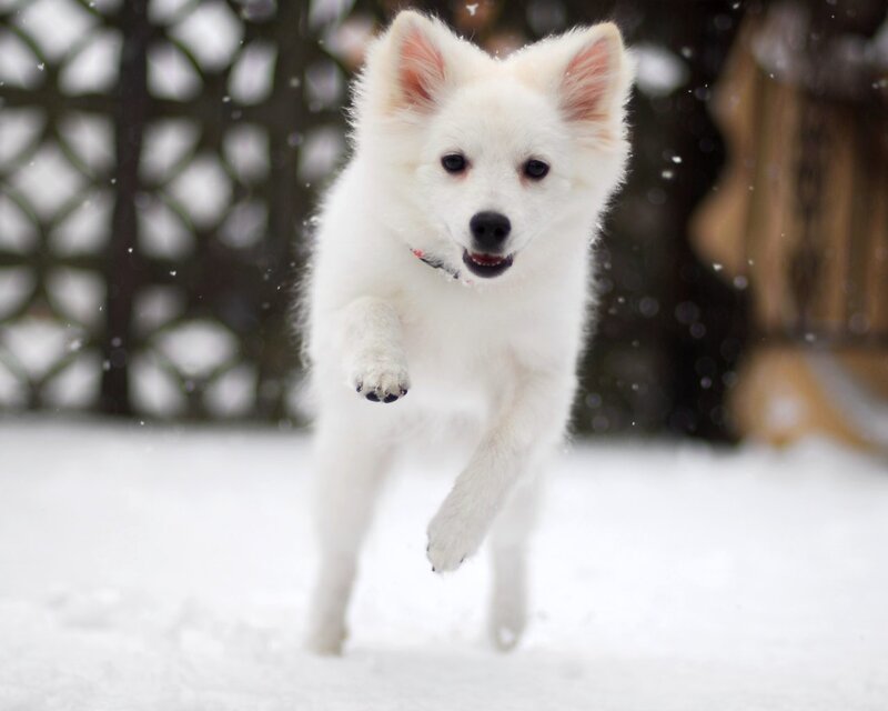 White puppy running in snow