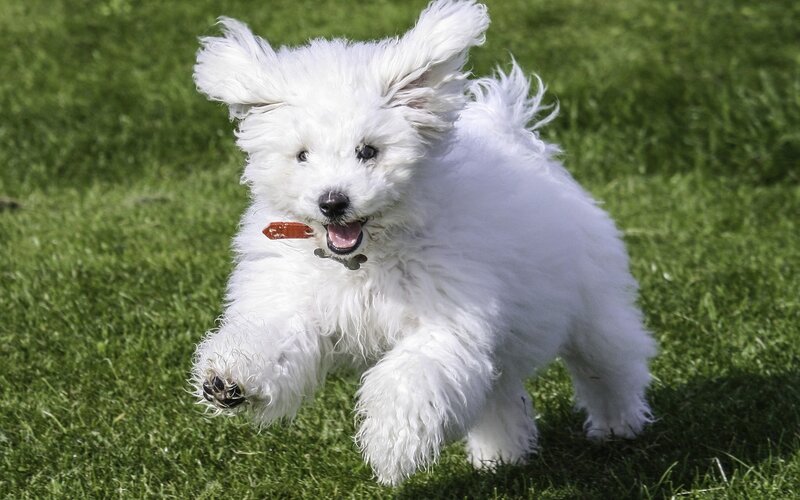 White Puppy Running — Playful, Afternoon