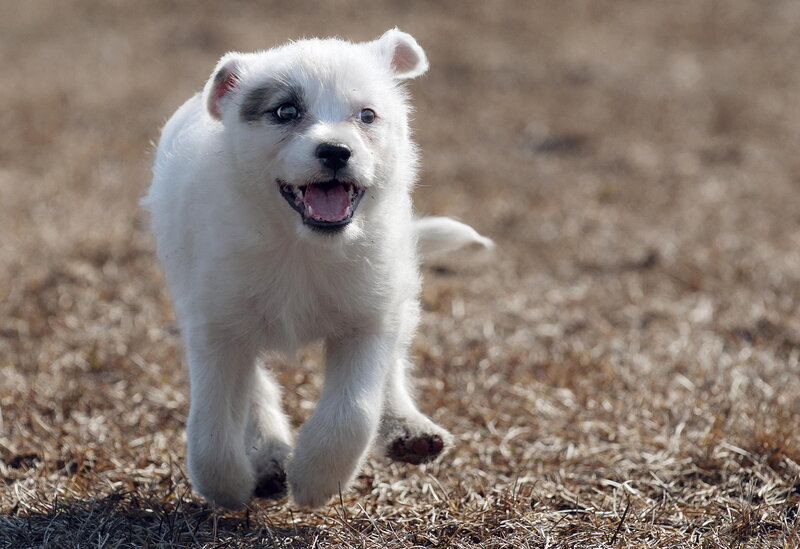 White Puppy Running — Playful