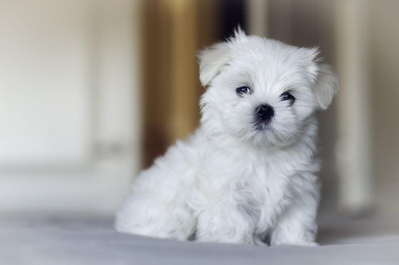 White Puppy Sitting — Calm, Photograph, Dog