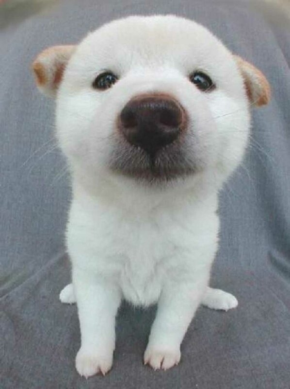 White Puppy Sitting — Calm, Photograph, Gray Surface