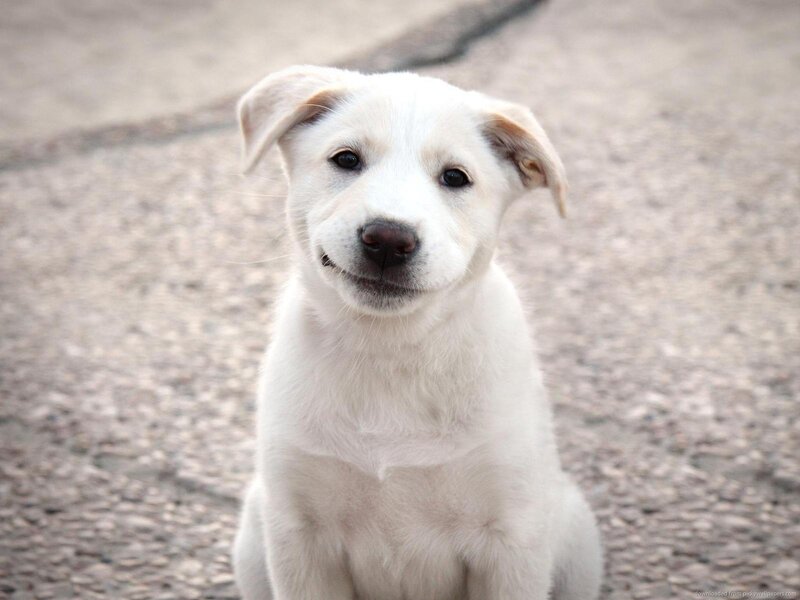 White Puppy Sitting — Calm, Photograph, Pavement