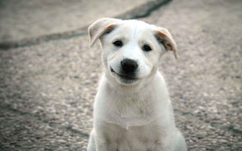White Puppy Sitting — Calm, Photograph
