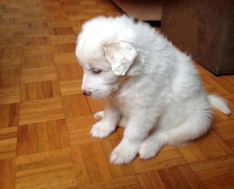 White Puppy Sitting — Calm, Photograph, Wood Floor