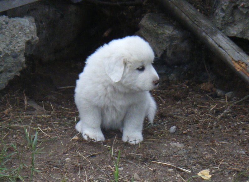 White Puppy Sitting — Calm