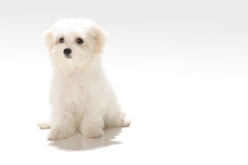 White Puppy Sitting — Neutral