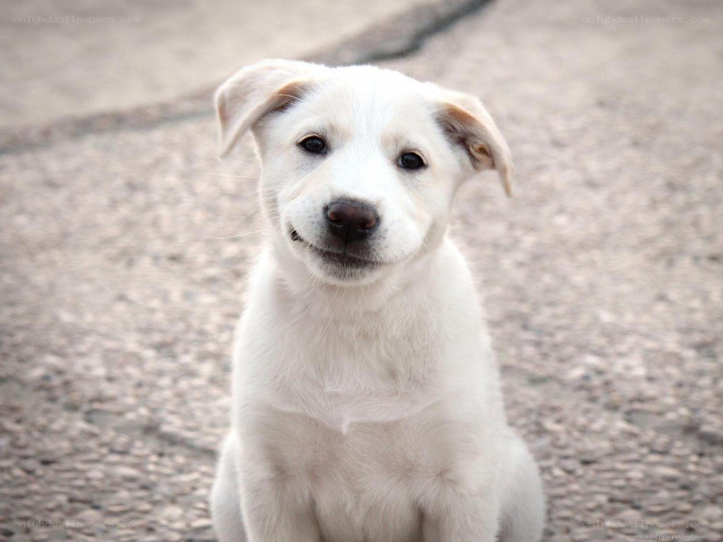 white puppy sitting on pavement