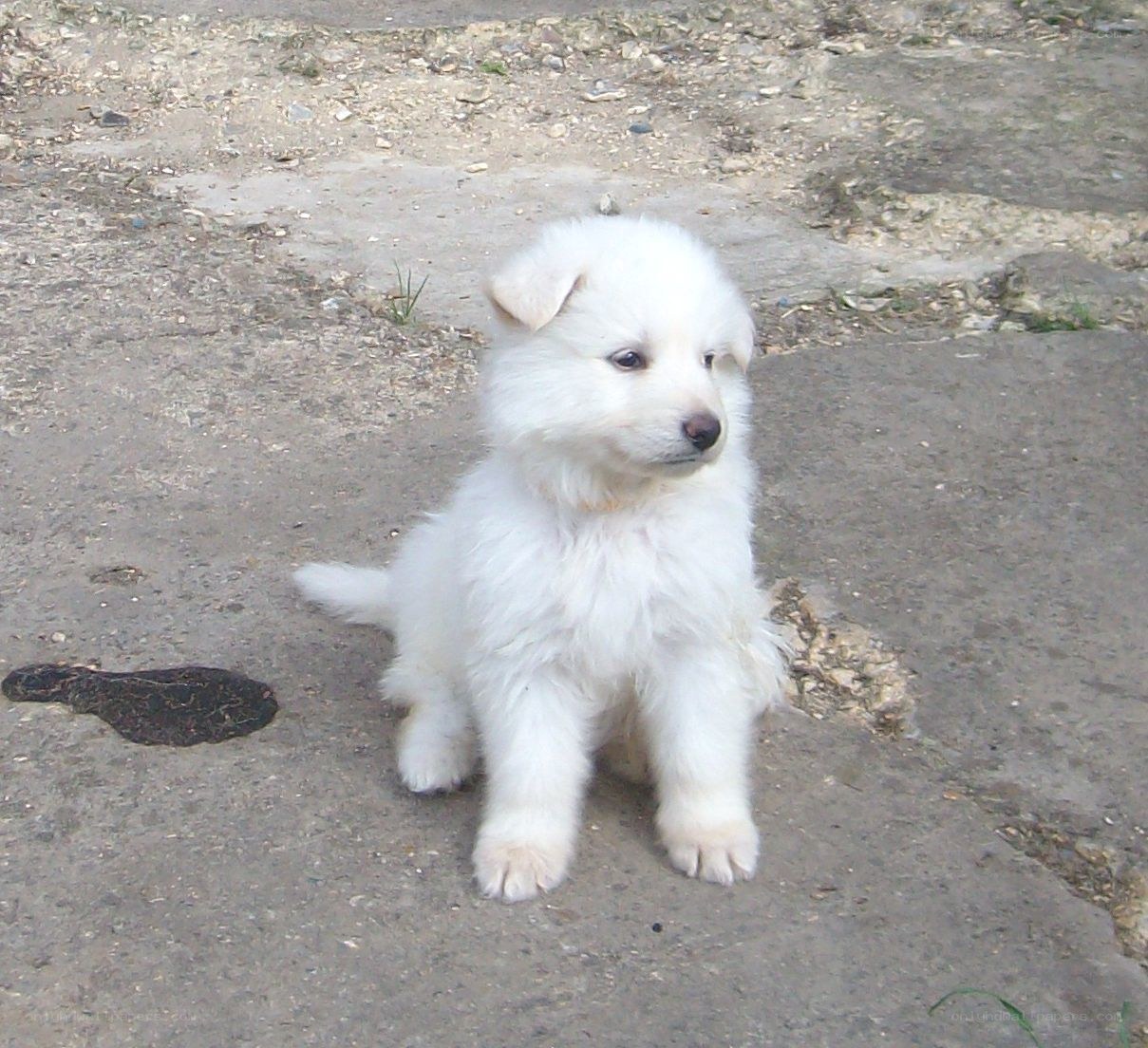 white puppy sitting on pavement