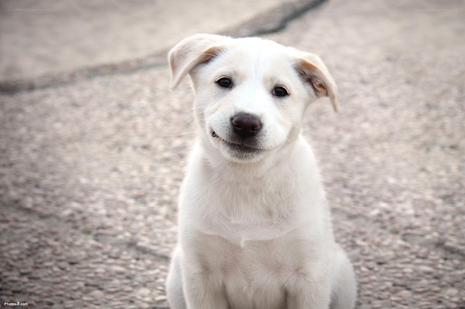 white puppy sitting on pavement