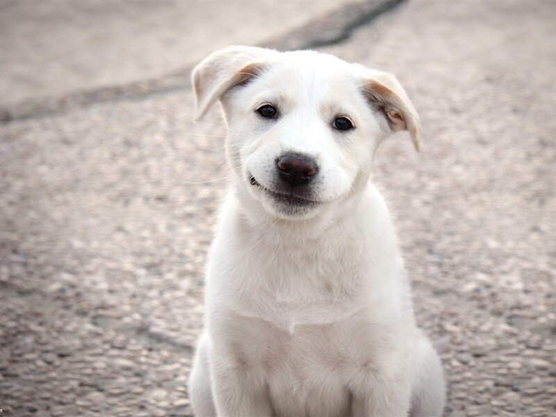 White Puppy Sitting