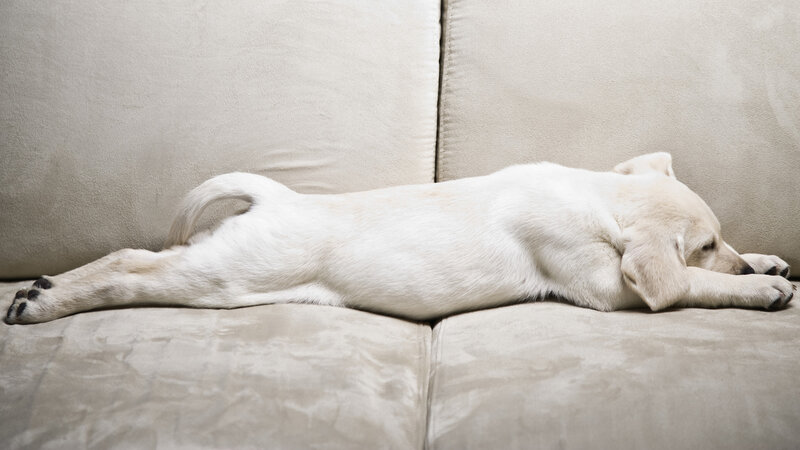 White Puppy Sleeping — Beige, Calm