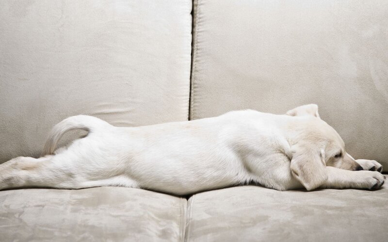 White Puppy Sleeping — Beige