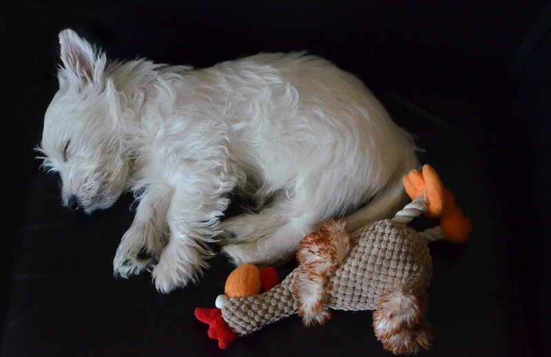 White Puppy Sleeping — Black