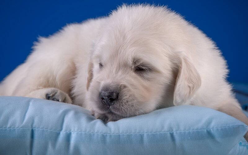 White Puppy Sleeping — Blue