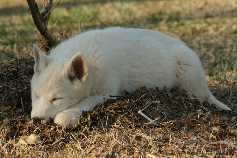 White Puppy Sleeping — Peaceful, Afternoon