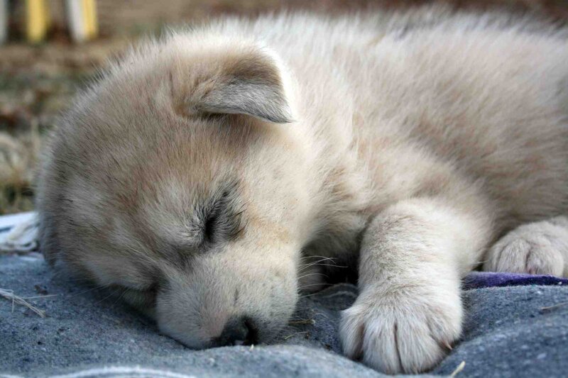 White Puppy Sleeping — Peaceful, Photograph, Blanket