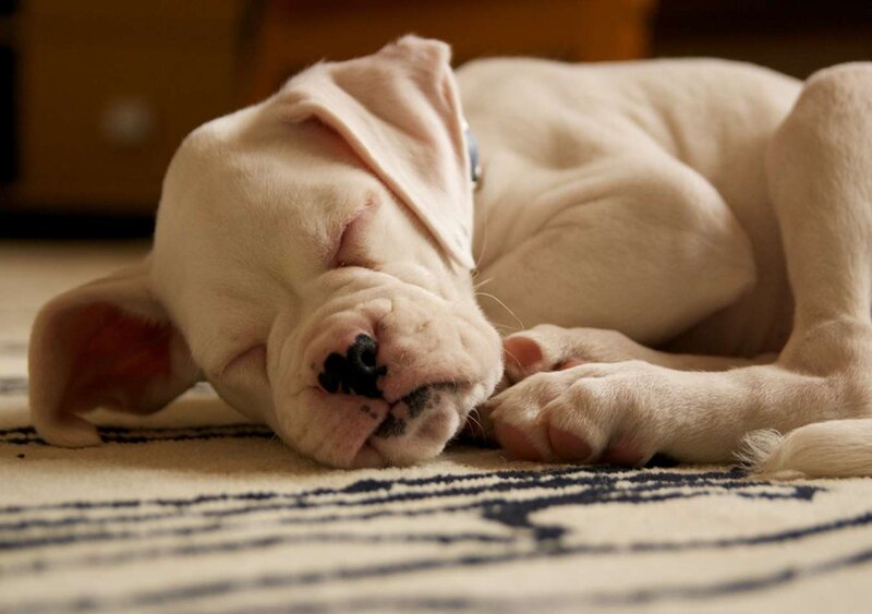 White Puppy Sleeping — Peaceful, Photograph, Carpet, Floor