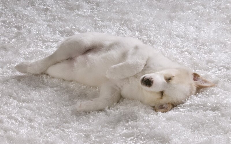 White Puppy Sleeping — Peaceful, Photograph, Carpet