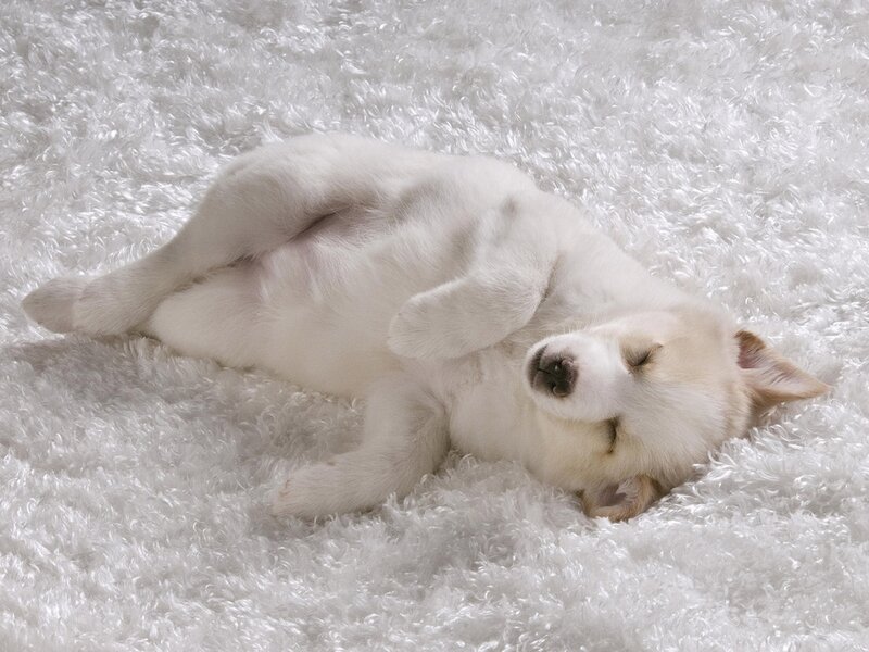 White Puppy Sleeping — Peaceful, Photograph, Fluffy Rug
