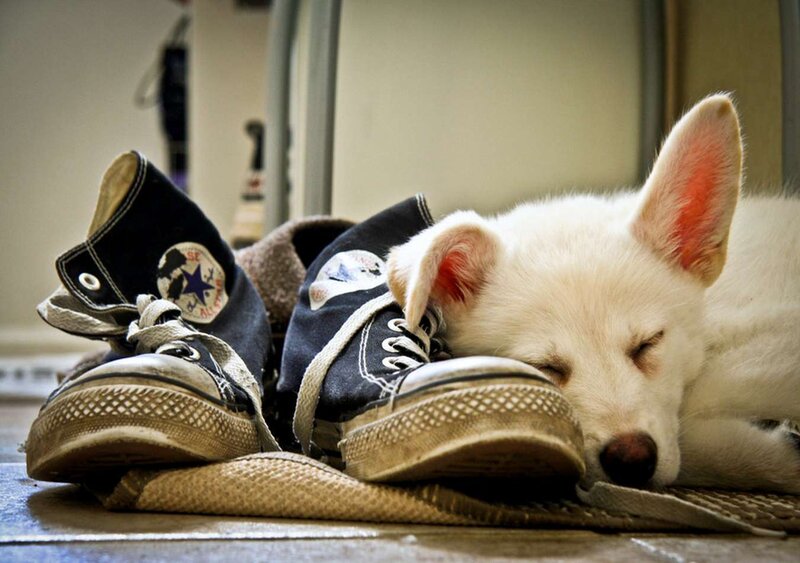 White Puppy Sleeping — Peaceful, Photograph, Sneakers