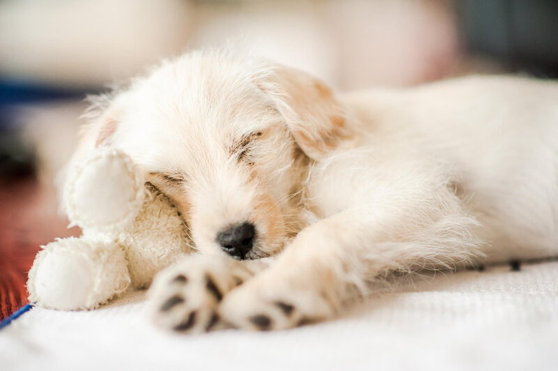 White Puppy Sleeping — Peaceful, Photograph, Stuffed Toy