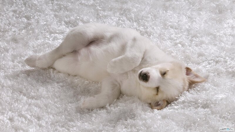 White Puppy Sleeping — Peaceful, Photograph
