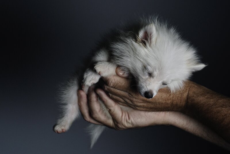 White Puppy Sleeping — Serene, Photograph, Hands, Dark Background