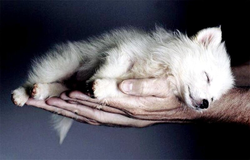 White Puppy Sleeping — Serene, Photograph, Hands