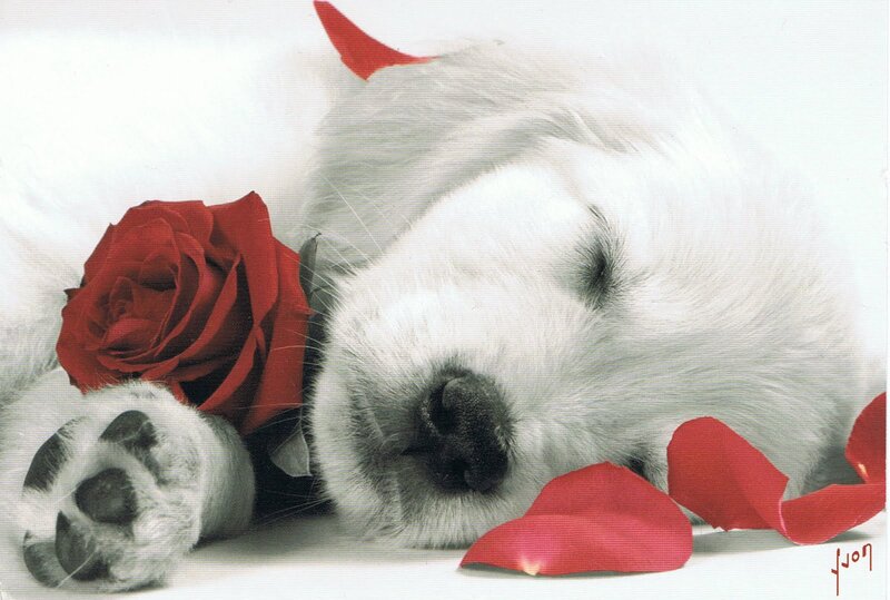 White Puppy Sleeping — Serene, Photograph, Red Rose