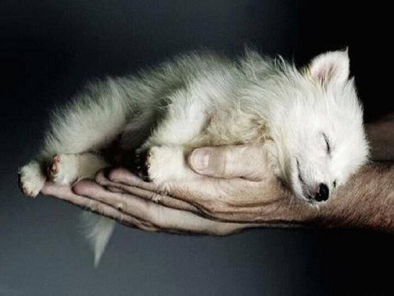White Puppy Sleeping — Serene, Photograph
