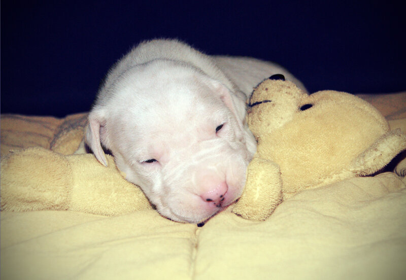White Puppy Sleeping — Yellow, Peaceful