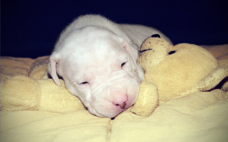 White Puppy Sleeping — Yellow