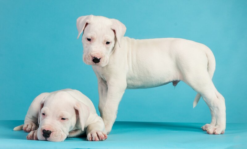 White Puppy Standing — Blue