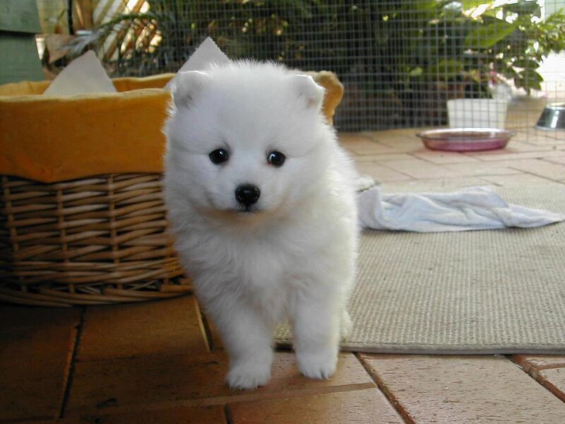 White Puppy Standing