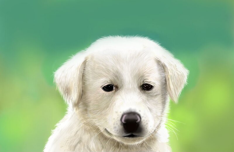 White Puppy