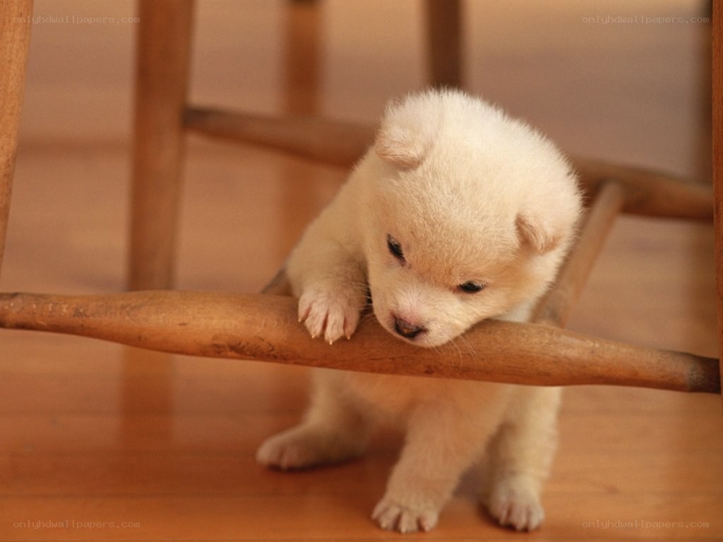 White puppy under a chair