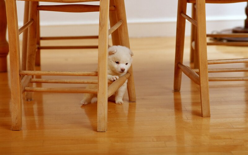 White Puppy under Chair — Brown, Calm