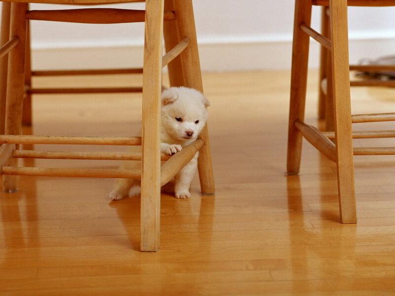 White Puppy under Chair — Brown