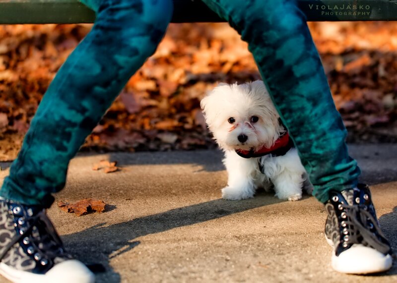 White Puppy under Legs
