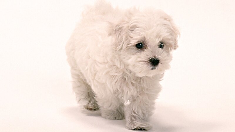 white puppy walking