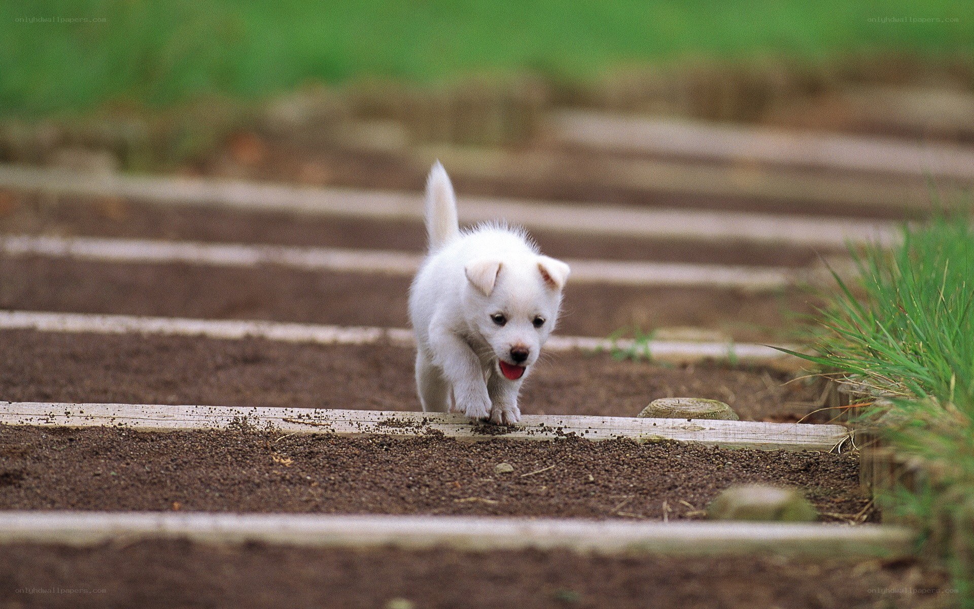 White puppy walking on soil