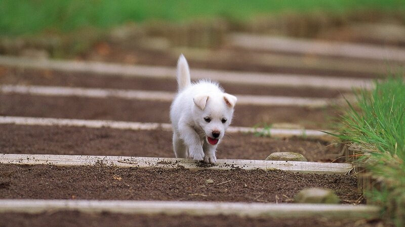 White Puppy Walking — Playful