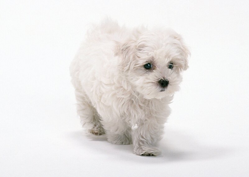 white puppy walking