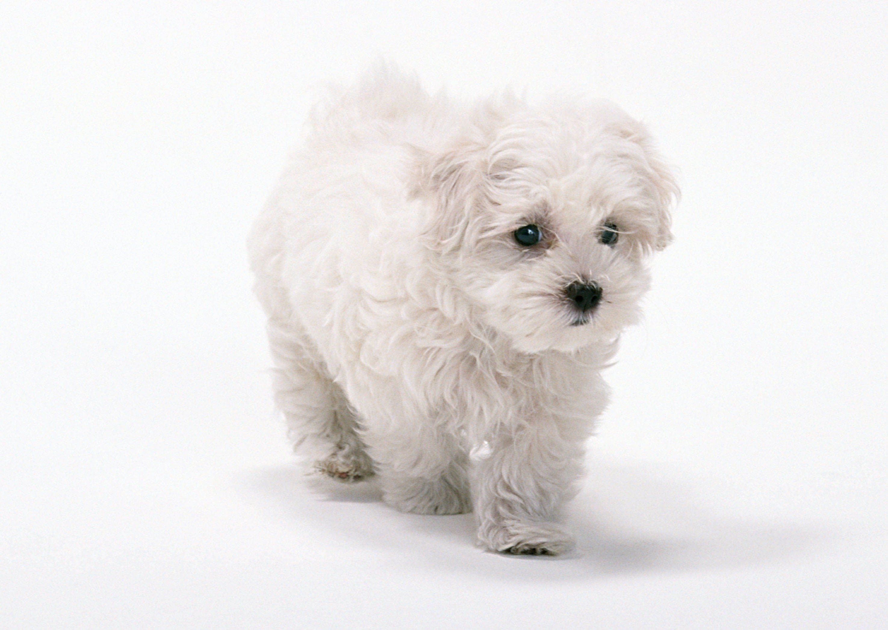 white puppy walking
