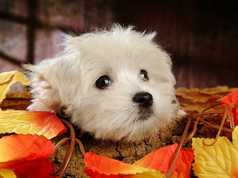 white puppy with autumn leaves