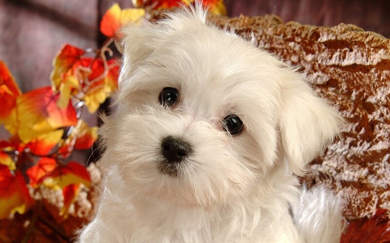 white puppy with autumn leaves
